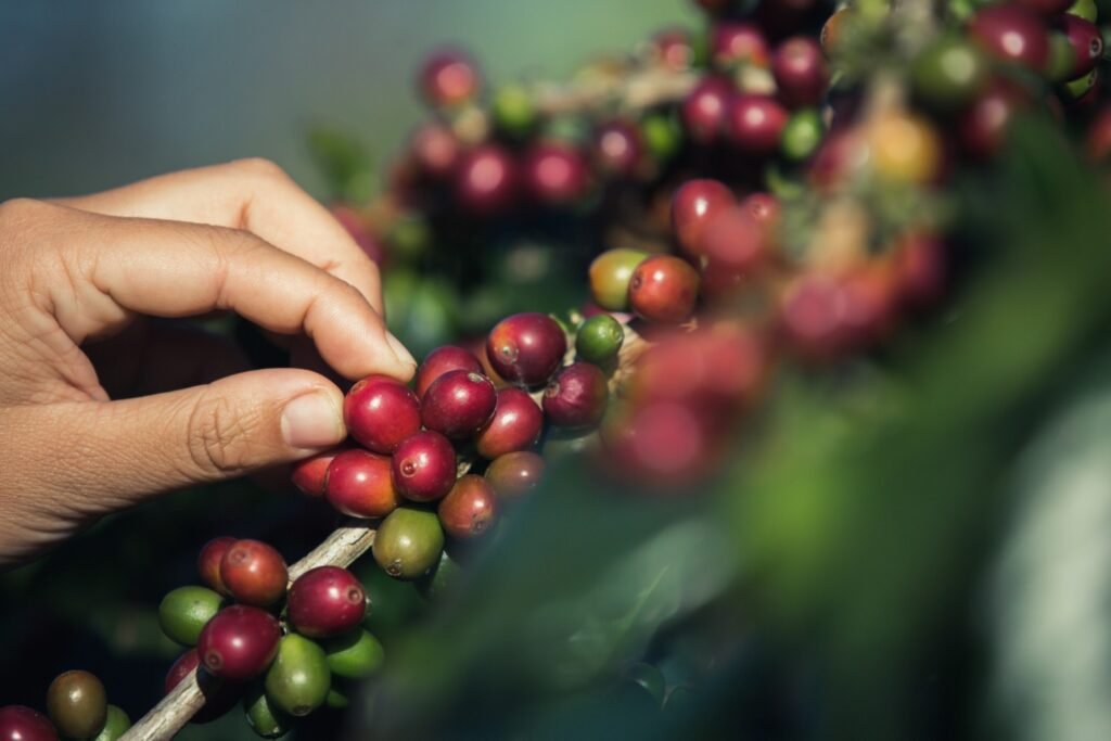 coffee grains